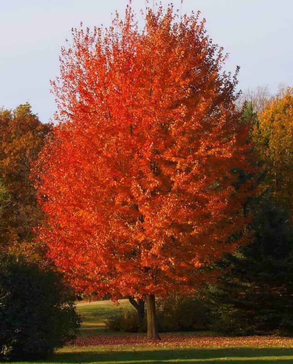 autumn-blaze-maple-plant-guide